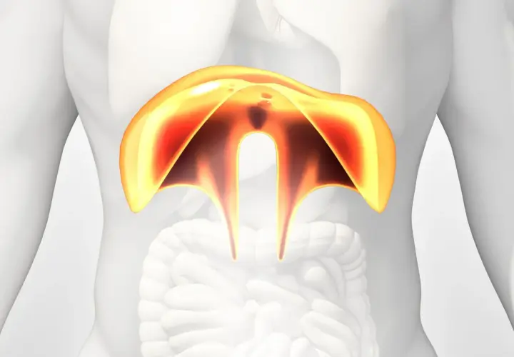 Anatomical illustration of the diaphragm, highlighted in yellow and red, within a translucent human torso.