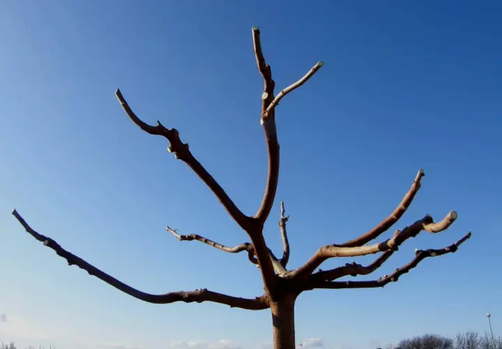 Arbre aux branches taillées, prêt pour la nouvelle saison. La taille du mûrier assure une meilleure fructification.