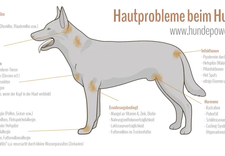 Hautprobleme beim Hund: Juckreiz durch Parasiten, Infektionen, Allergien, Verletzungen, Ernährung oder Hormone.