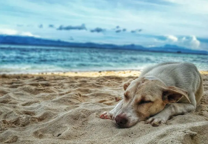 Pies śpi na piaszczystej plaży, marząc o zabawie na plaży dla psów. W tle błękitne morze i niebo.