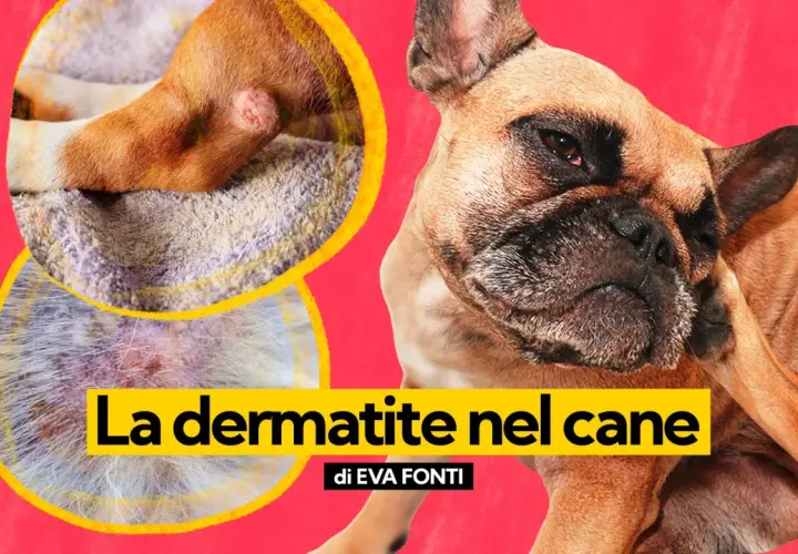 Primo piano di un cane con dermatite. Le immagini mostrano piaghe sul cane, evidenziando le cause della dermatite.