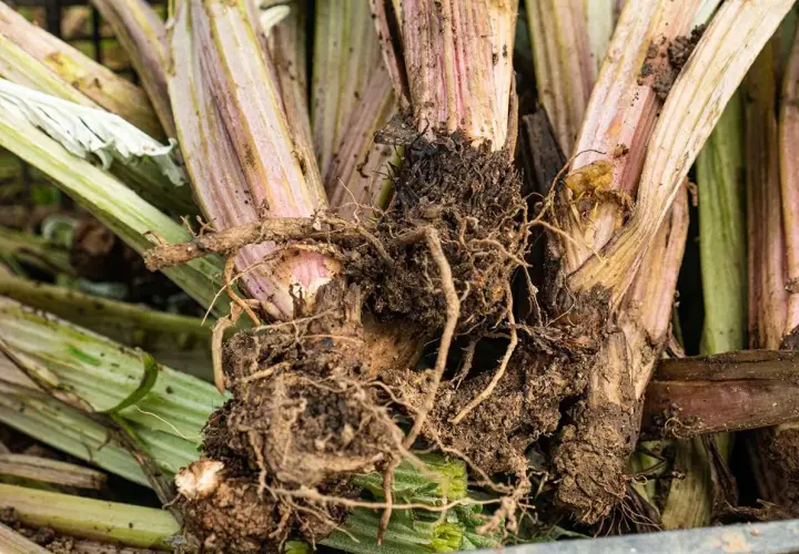 Radici e fusti di carciofo con segni di marciume e insetti, possibili malattie del carciofo.