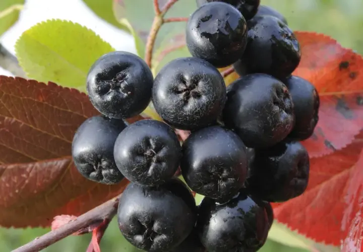 Dunkle, glänzende Aroniabeeren hängen an einem Ast, umgeben von roten und grünen Blättern. Was sind Aroniabeeren? Kleine Kraftpakete der Natur.