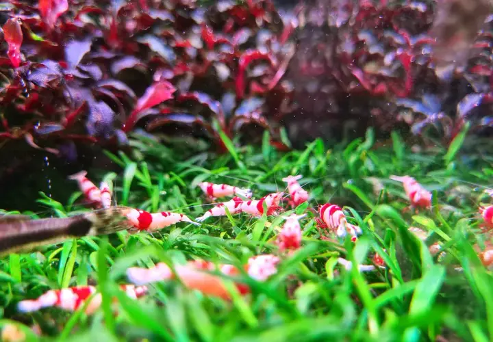 Plantas y gambas: beneficios y riesgos de su convivencia en acuarios