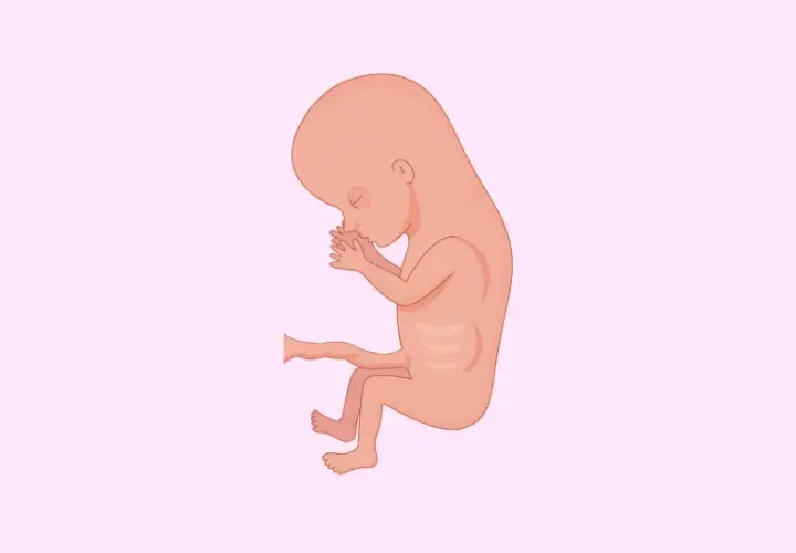 Un feto di 3 mesi, con le mani giunte al viso, in una rappresentazione stilizzata su sfondo rosa chiaro.