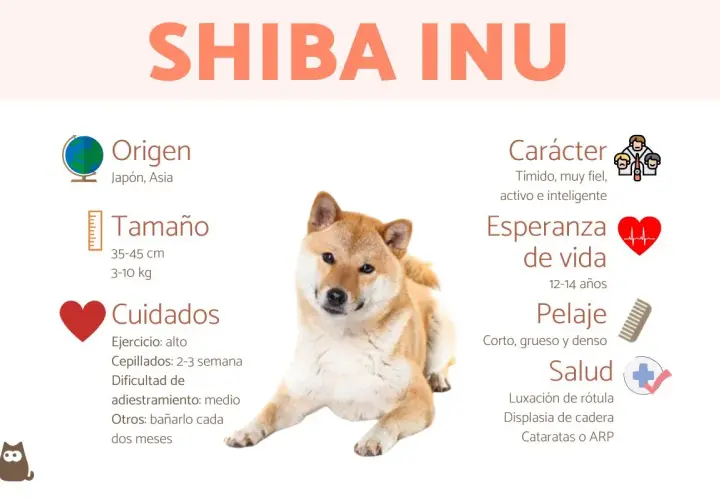 Un Shiba Inu, conocido por su carácter tímido pero fiel, con información sobre su origen, tamaño, cuidados, esperanza de vida, pelaje y salud.