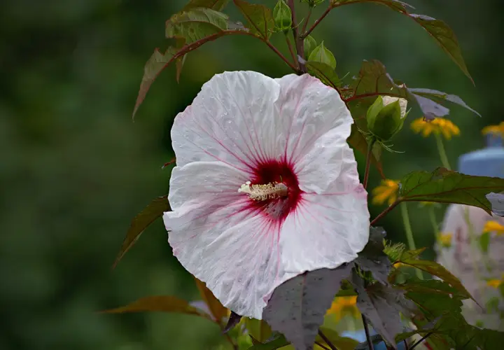 Piękny, biały hibiskus bagienny z bordowym środkiem, z kroplami deszczu. Uprawa tej rośliny jest satysfakcjonująca.