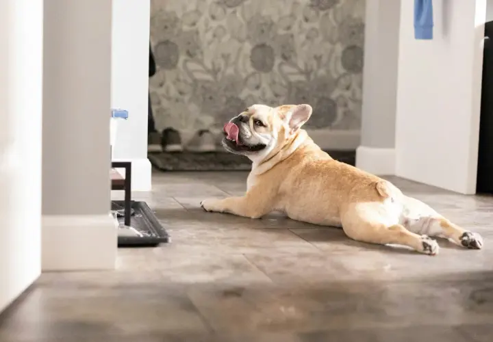 Uroczy buldog francuski leży na podłodze, oblizując pyszczek. Zastanawiasz się, ile żyje buldog francuski?