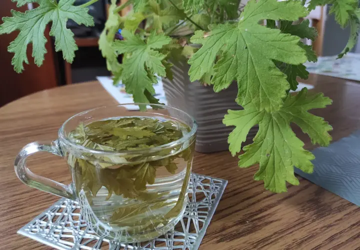 Geranium/Anginka: Napar bezpieczny? Przepis, korzyści, przeciwwskazania