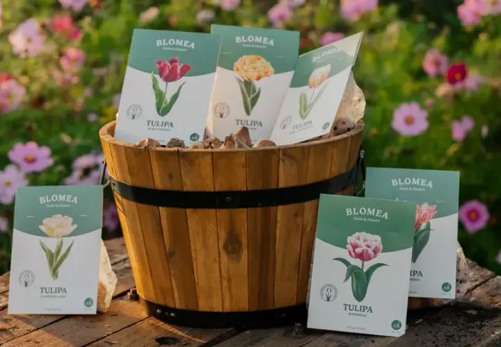 En träkorg fylld med tulpanlökar och förpackningar med olika sorters tulpaner. Bakgrunden är en blomstrande äng med rosa blommor, som påminner om en vacker aster blomma.