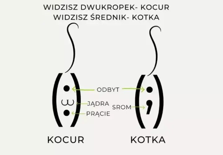 Jak rozpoznać płeć małego kota? Praktyczne wskazówki dla właścicieli