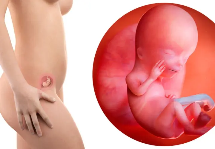 Feto di 12 settimane di gravidanza, con un piccolo dettaglio che mostra il rischio aborto.