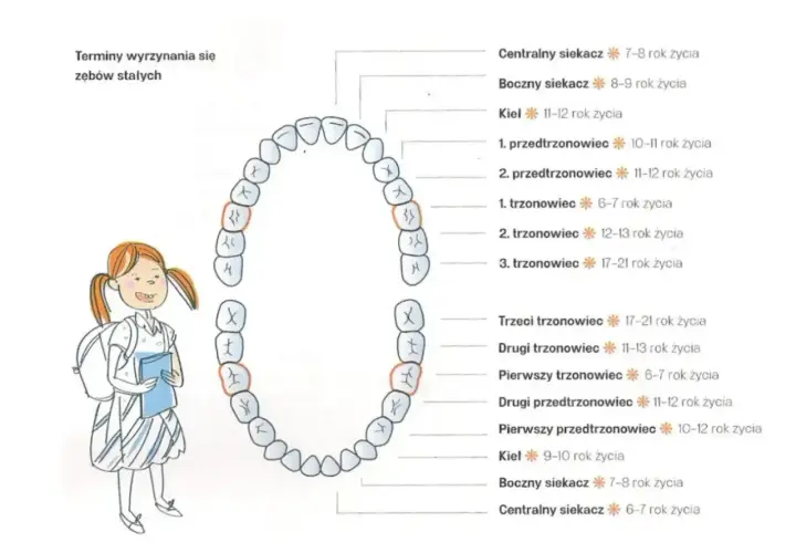 Ilustracja pokazuje schemat zębów stałych i terminy ich wyrzynania. Dowiedz się, ile zębów ma człowiek i kiedy pojawiają się poszczególne rodzaje zębów.