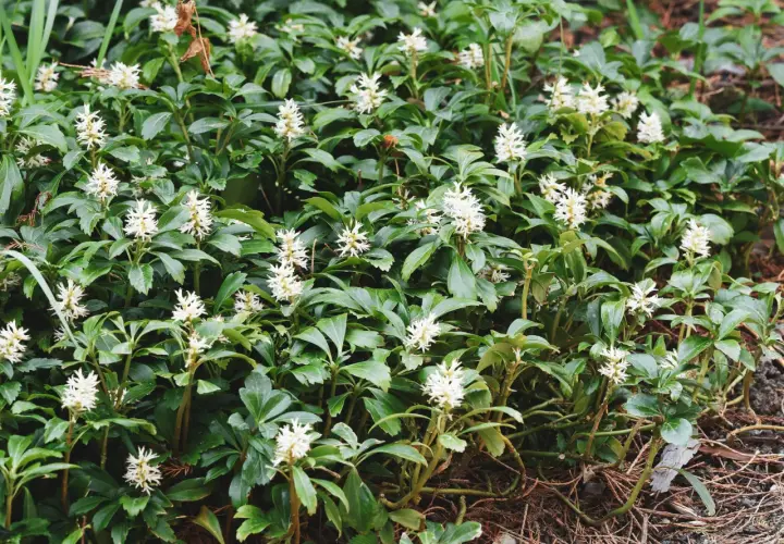 Dichtes Grün mit kleinen weißen Blüten, ein **bodendecker schnellwachsend**, das den Boden bedeckt.