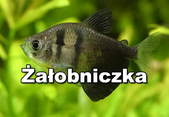 Czarna ryba akwariowa, znana jako żałobniczka, pływa wśród zielonych roślin.