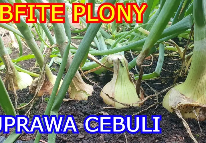 Jak uprawiać cebulę z nasion: proste kroki do zdrowych plonów