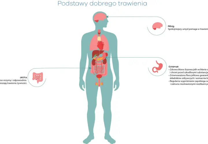 Ilustracja przedstawia ludzki układ trawienny. Mózg, żołądek i jelita odgrywają kluczową rolę w tym, ile trawi się pokarm.
