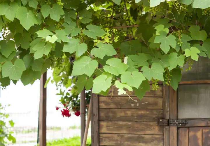 Fogliame rigoglioso di vite in giardino, con piccoli grappoli verdi che promettono un futuro raccolto, sovrasta una rustica porta di legno.