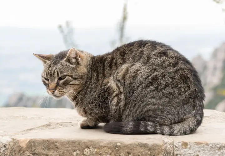 Getigerte Katze in geduckter Haltung, vielleicht wegen Schmerzen. Ihre Schlafposition ist ungewöhnlich.