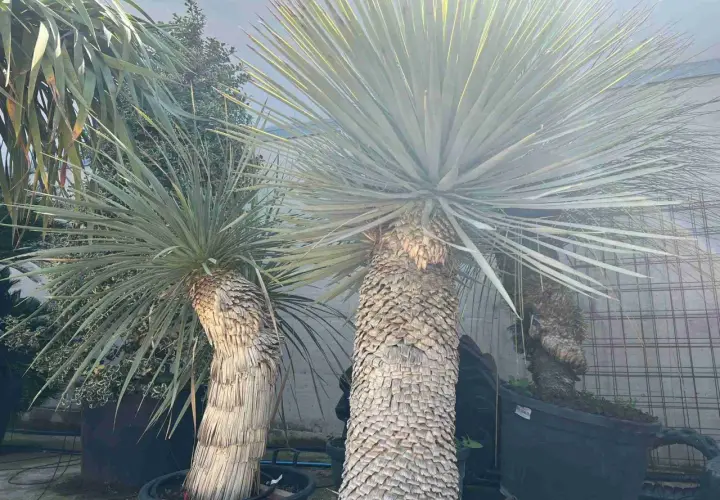 Due yucca maestose, con tronchi spessi e rugosi, mostrano le loro lunghe foglie a punta, alcune con sfumature gialle che catturano la luce.