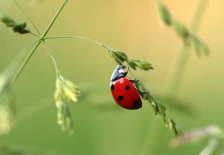 Biedronka, jeden z wielu pięknych owadów, wspina się po źdźble trawy.