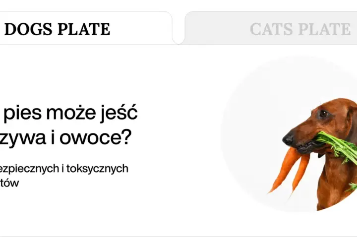 Jamnik z marchewką w pysku. Dowiedz się, jakie warzywa dla psa są bezpieczne, a jakie toksyczne.