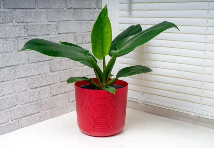 Philodendron Imperial Green w czerwonej doniczce, z błyszczącymi, ciemnozielonymi liśćmi, na tle ceglanej ściany i białych żaluzji.