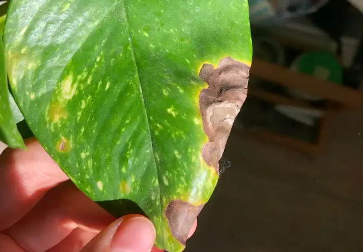 Foglia verde con macchie gialle e bordi secchi, marroni. Sembra che la pianta stia soffrendo, forse per troppa esposizione al sole o poca acqua.