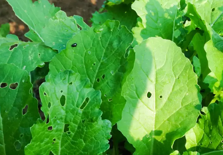 Bietole con foglie bucate, segno che sono sane e si possono mangiare. Un piccolo insetto passeggia su una foglia.