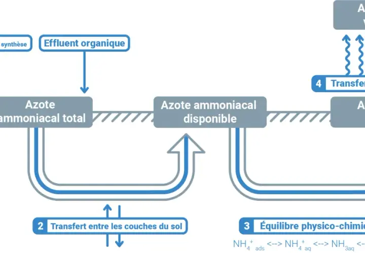 Schéma du cycle de l'azote dans le sol, montrant l'impact des engrais et effluents sur l'azote ammoniacal et son transfert vers l'atmosphère.