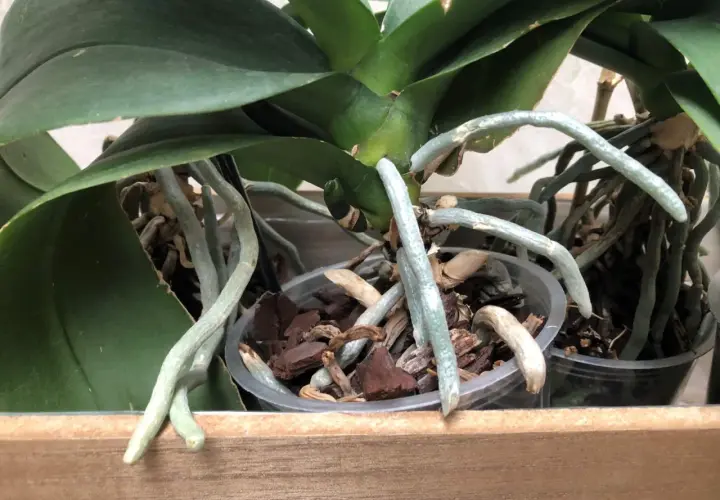 Gros plan sur une orchidée aux racines aériennes, certaines sortant du pot, signe d'une plante en pleine croissance.