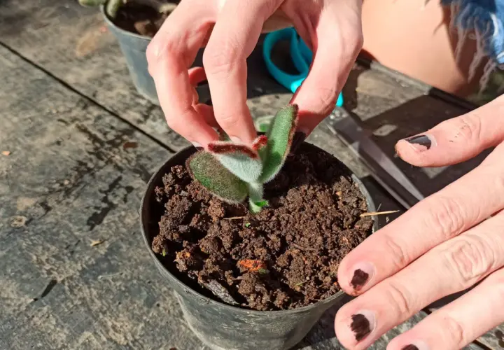 Mains douces ajustant un jeune kalanchoe tomentosa, ses feuilles duveteuses et vertes se révèlent.