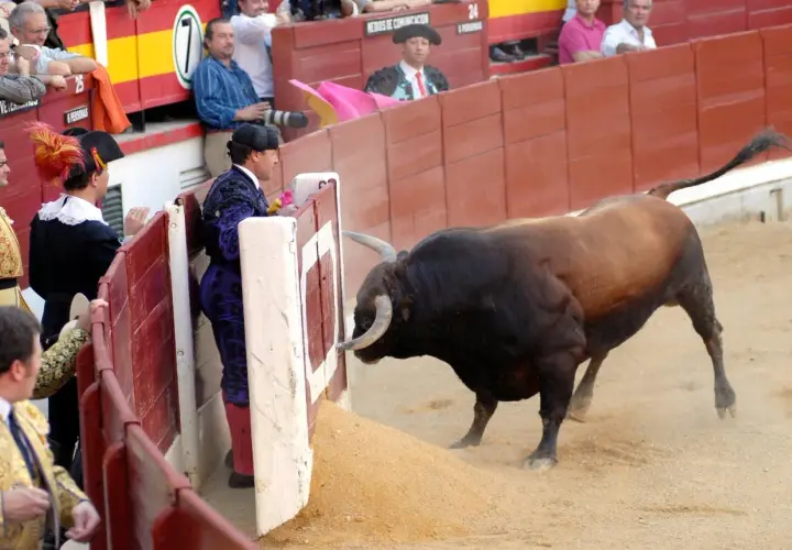 Un toro bravo se acerca a los burladeros de la plaza de toros, donde toreros esperan el momento.