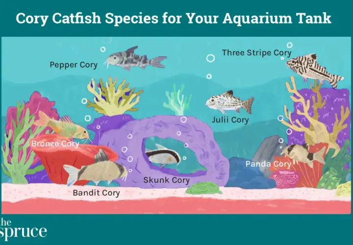 Ilustración de varios tipos de Corydoras en un acuario: Pepper, Bronze, Bandit, Skunk, Julii, Panda y Three Stripe Cory.
