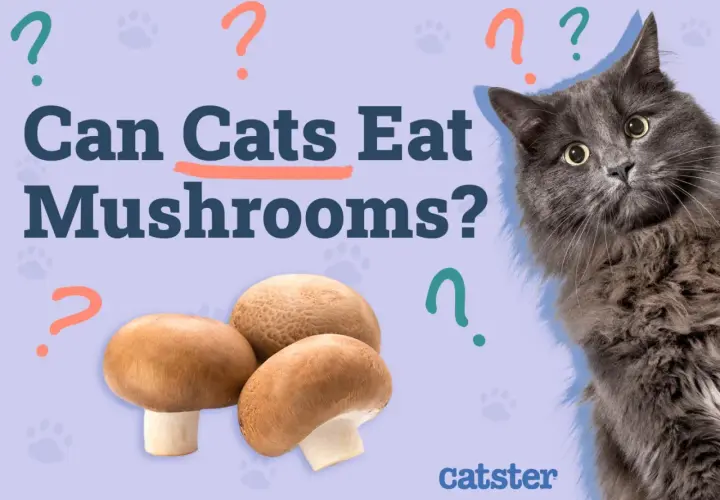 A fluffy gray cat looks curiously at a pile of mushrooms, with the question "Can Cats Eat Mushrooms?" prominently displayed.
