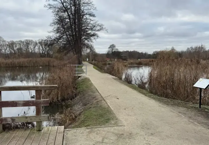 Spacer po ścieżce nad jeziorem, idealne miejsce na spacer z psem w Białowieży.