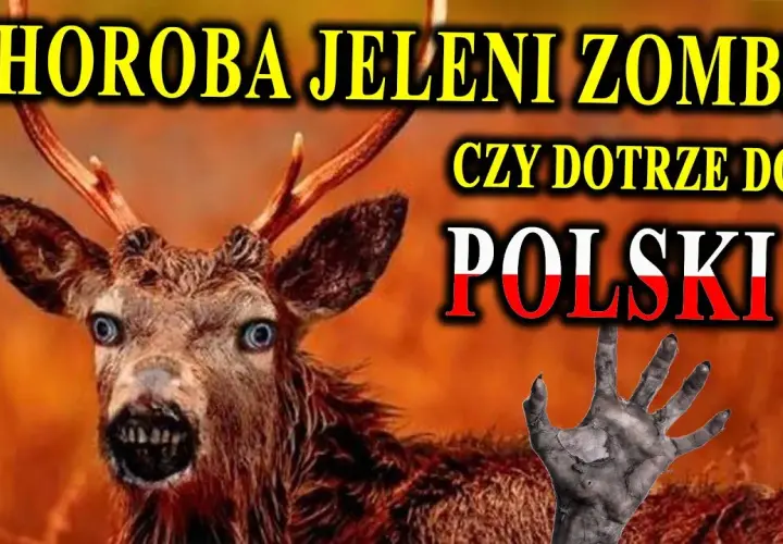 Zombie sarny: Co to jest, jakie są przyczyny i jak radzić sobie z problemem?