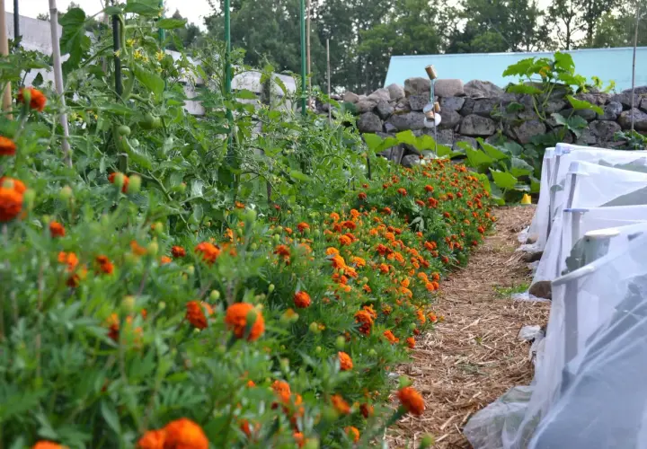 En rad med orange blommor kantas av tomatplantor i en pallkrage. Bredvid syns odlingar under fiberduk.