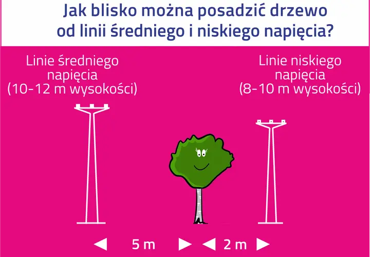 Ilustracja pokazuje, jak zachować bezpieczną odległość od sieci trakcyjnej. Drzewo powinno być posadzone 5 m od linii średniego napięcia i 2 m od linii niskiego napięcia.