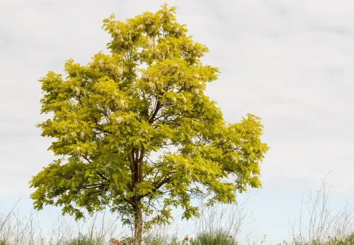 Piękna robinia frisia z żółto-zielonymi liśćmi i białymi kwiatami na tle błękitnego nieba.