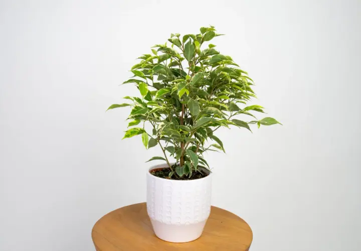 Zielony ficus sweetheart w białej doniczce, z liśćmi ozdobionymi kremowymi obrzeżami, stoi na drewnianym stoliku.