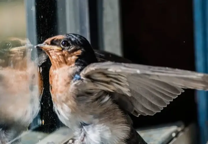 Un pajarito se mira en el cristal, quizás preguntándose qué significa cuando te visita un pajarito.