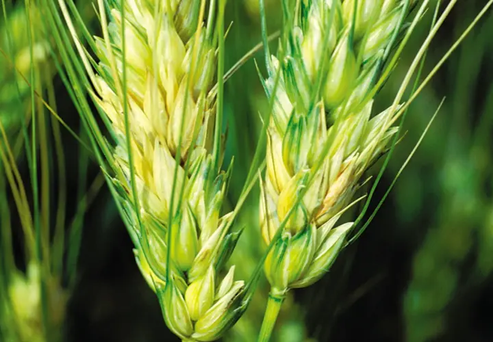 Épis de blé affectés par la fusariose, montrant des zones jaunâtres et brunâtres sur les grains.