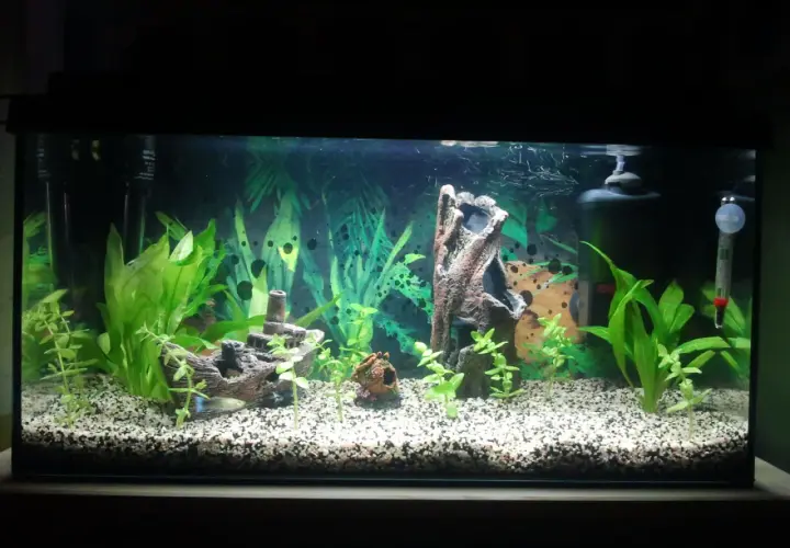 Ett akvarium med grus, växter, en skeppsvrak-prydnad och en fisk. Vattnet är klart, vilket tyder på ett stabilt nitrit akvarium.