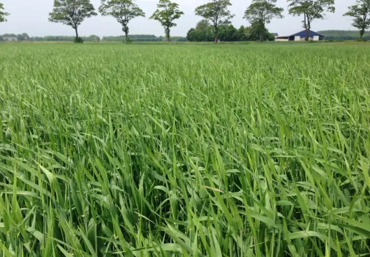 Ein weites Feld mit jungem Sommerweizen, das auf eine erfolgreiche Aussaat hoffen lässt. Bäume und ein Gebäude säumen den Horizont.