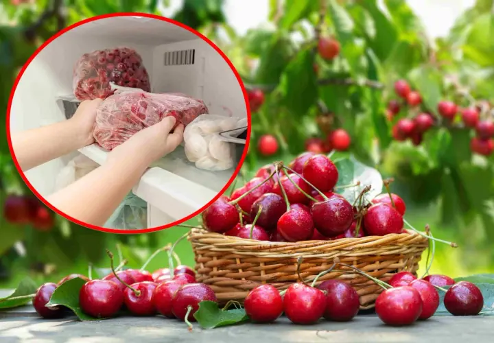 Ręce wkładają do zamrażarki torby z mrożonymi czereśniami. Tak, czereśnie można mrozić, by cieszyć się nimi dłużej.