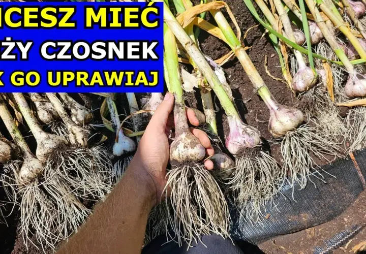 Jak prawidłowo podlewać czosnek: sekrety udanej uprawy