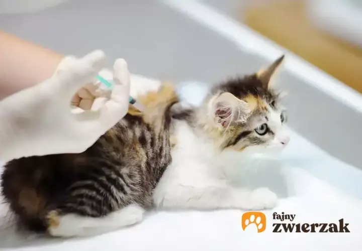 Mały kotek dostaje zastrzyk. Dowiedz się, ile kosztuje szczepienie kota, aby zapewnić mu zdrowie.