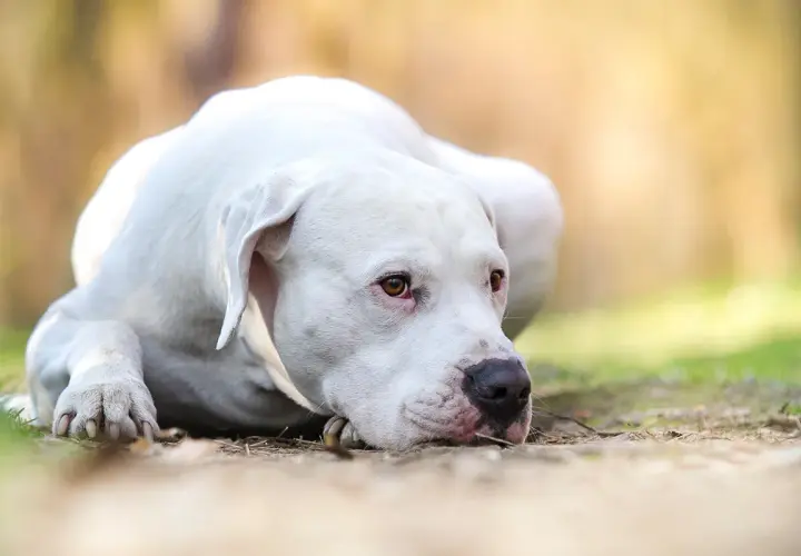 Un Dogo Argentino descansa en el césped, mostrando su nobleza y el temperamento tranquilo que lo caracteriza.