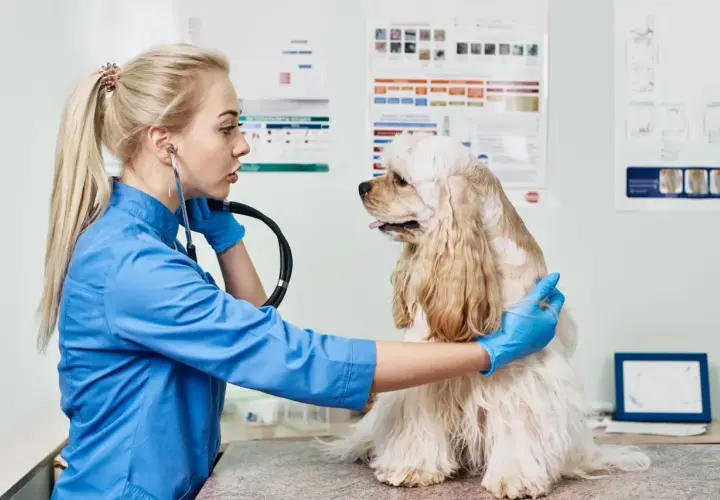 A veterinarian in a blue coat and gloves examines a fluffy dog with a stethoscope, checking for any signs of imtp in dogs.